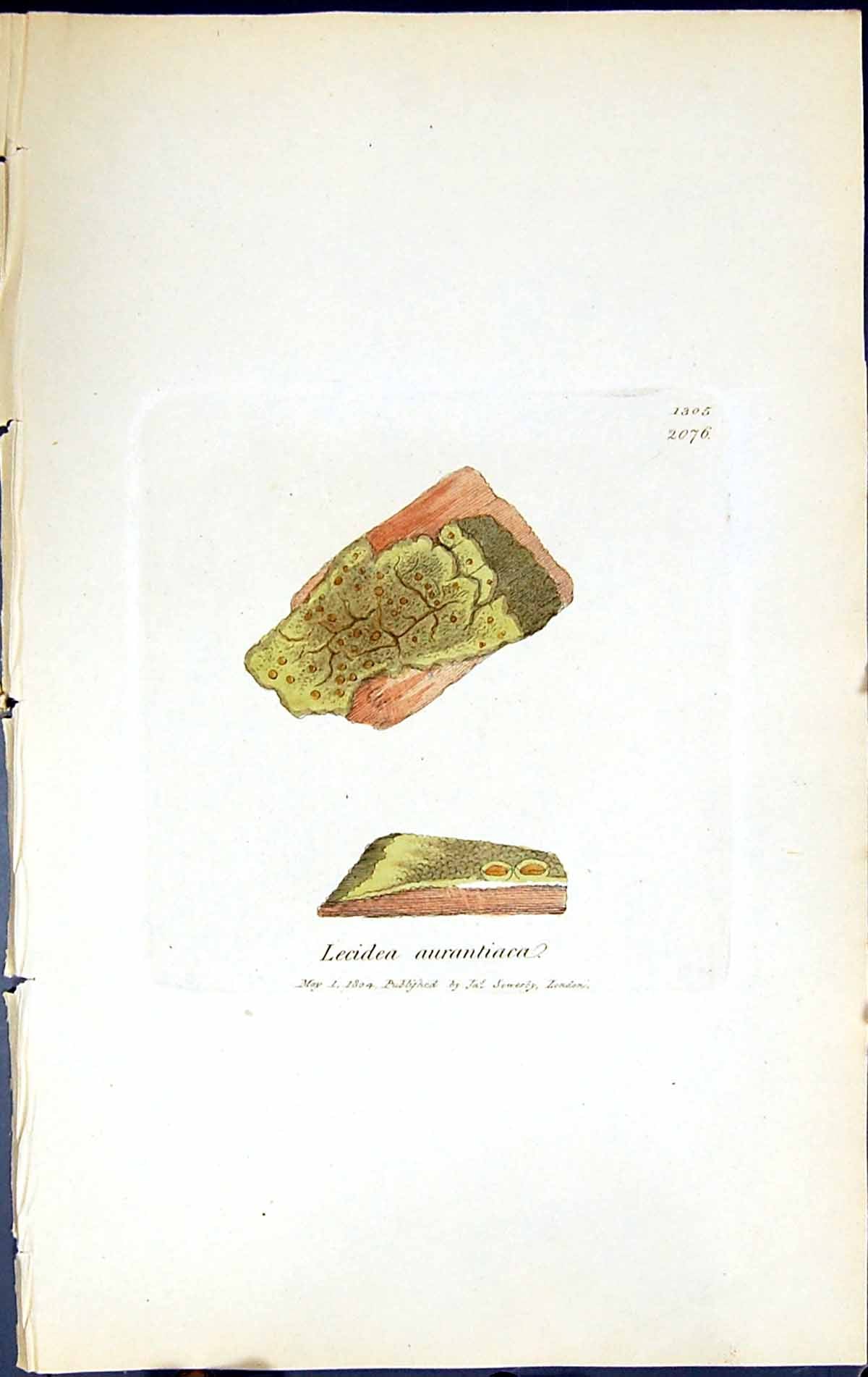 Antique Old Print Lecidea Aurantiaca British Plants Botany 1843 Sowerby Smith