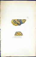 Antique Old Print Lecidea Erythella British Plants Botany 1843 Sowerby Smith