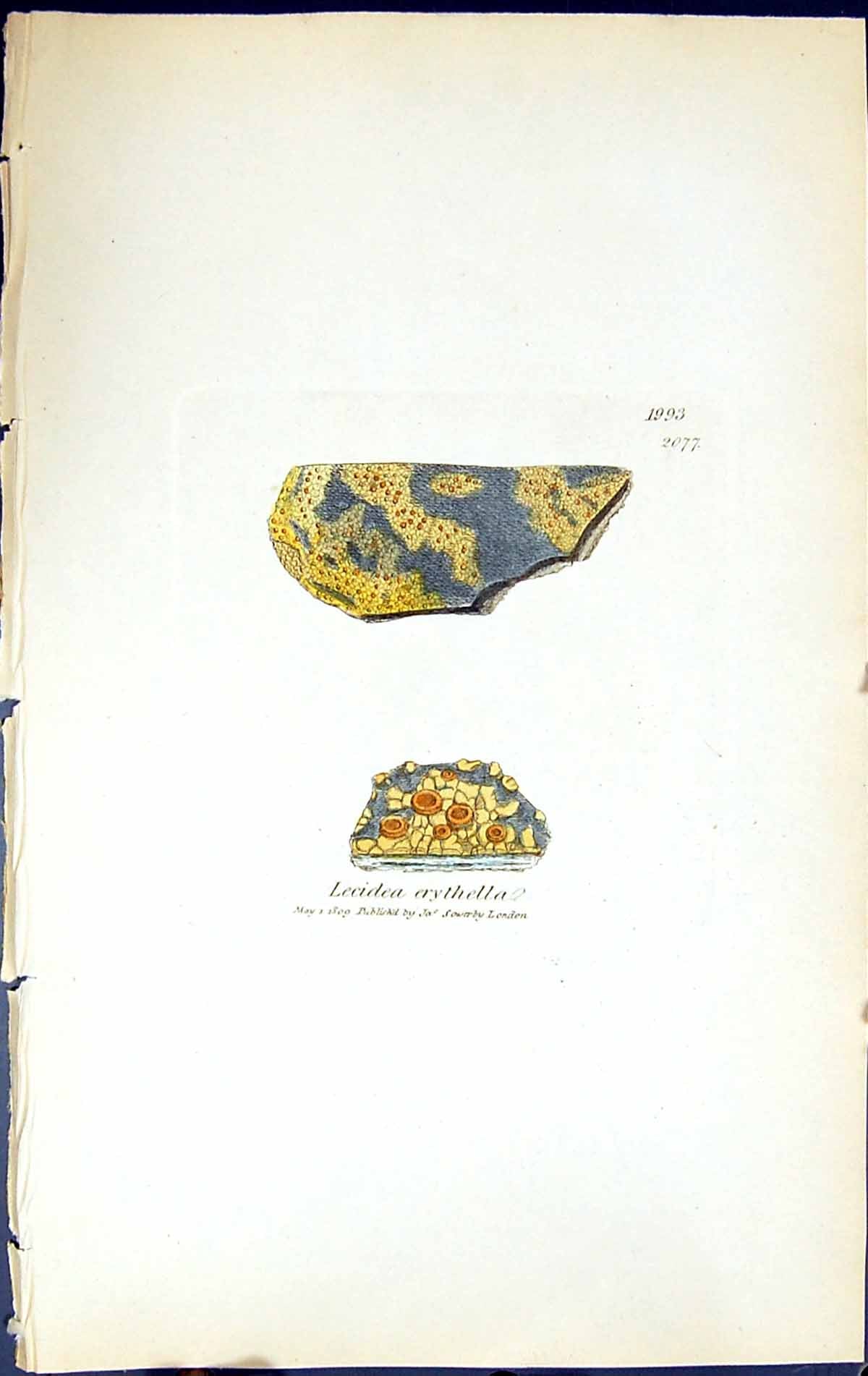Antique Old Print Lecidea Erythella British Plants Botany 1843 Sowerby Smith