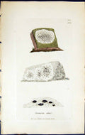 Antique Print Lecanora Atra British Plants Botany 1843 Sowerby Smith Colour