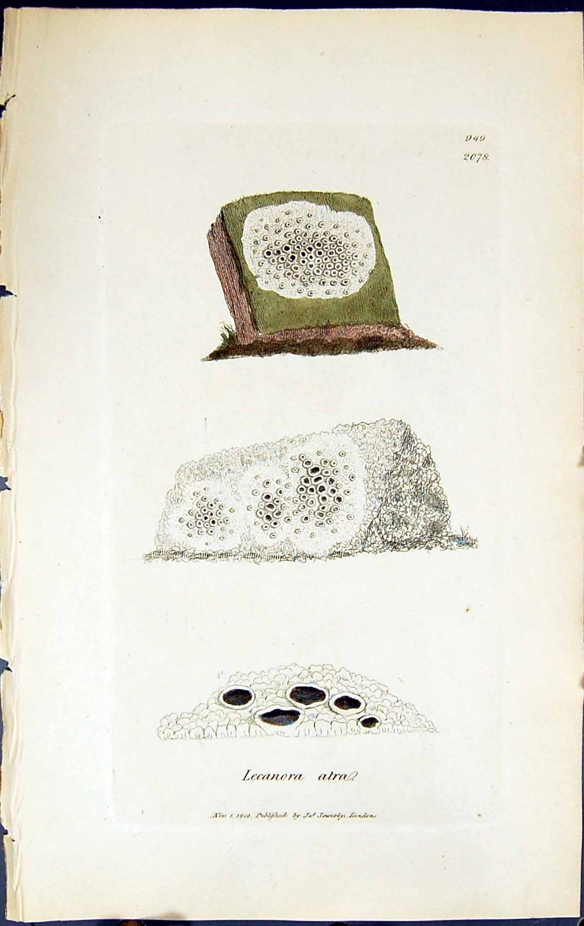 Antique Print Lecanora Atra British Plants Botany 1843 Sowerby Smith Colour