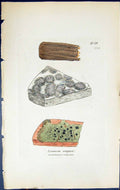 Antique Old Print Lecanora Exigua British Plants Botany 1843 Sowerby Smith 19th