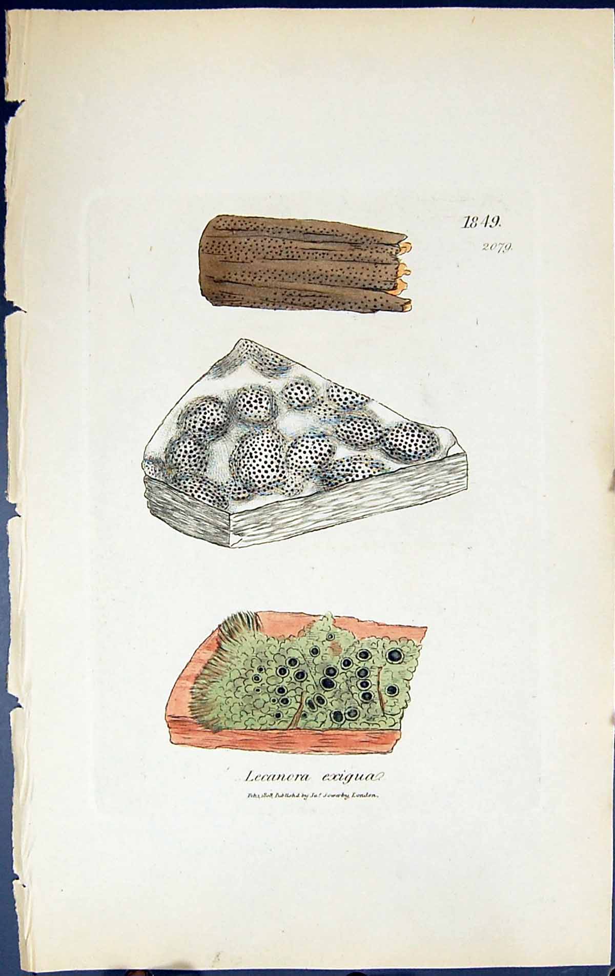 Antique Old Print Lecanora Exigua British Plants Botany 1843 Sowerby Smith 19th