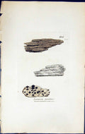 Antique Old Print Lecanora Pericloea British Plants Botany 1843 Sowerby Smith
