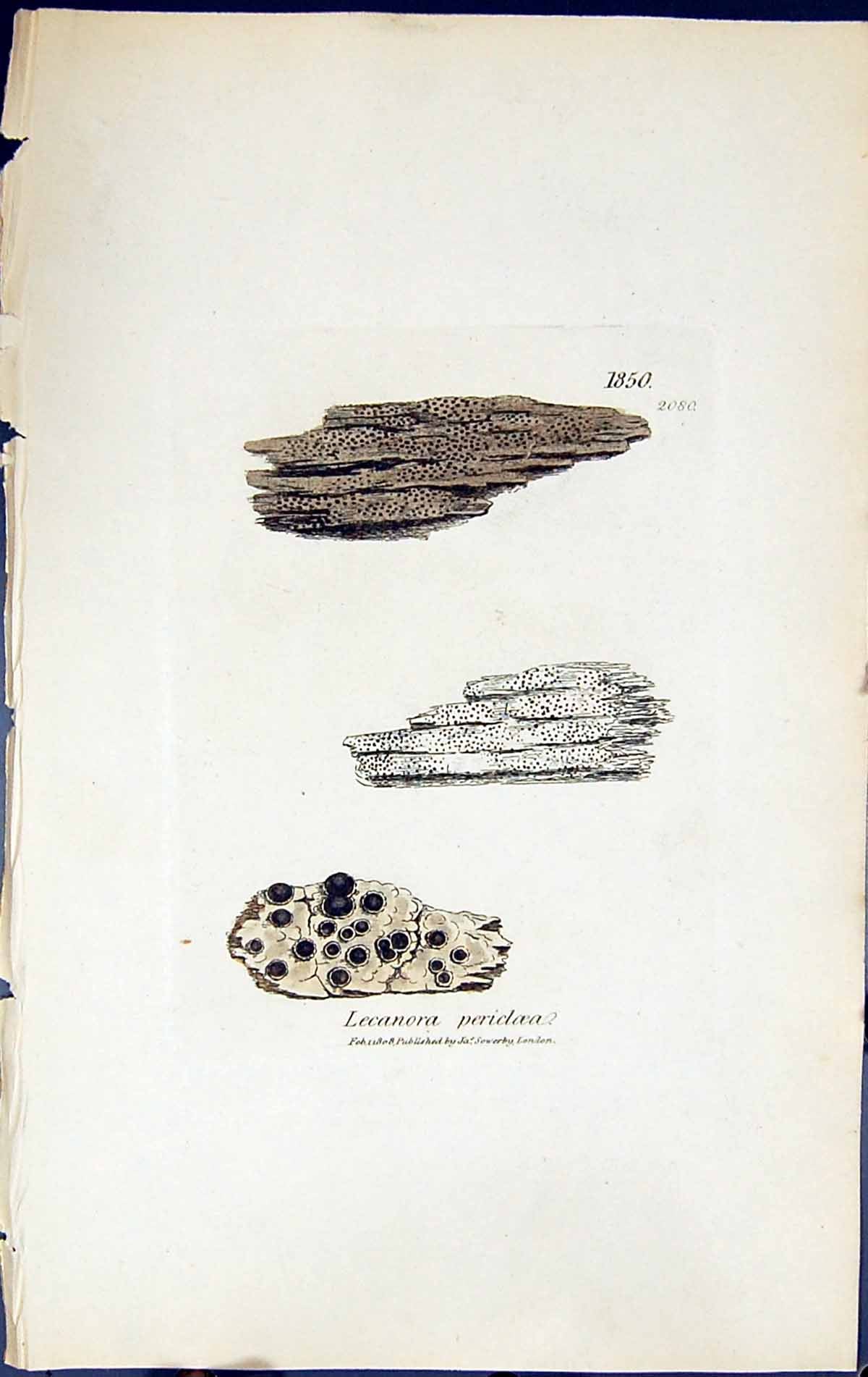 Antique Old Print Lecanora Pericloea British Plants Botany 1843 Sowerby Smith