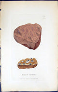 Antique Old Print Lecanora Coarctata British Plants Botany 1843 Sowerby Smith