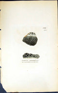 Antique Print Lecanora Squamulosa British Plants Botany 1843 Sowerby Smith 19th