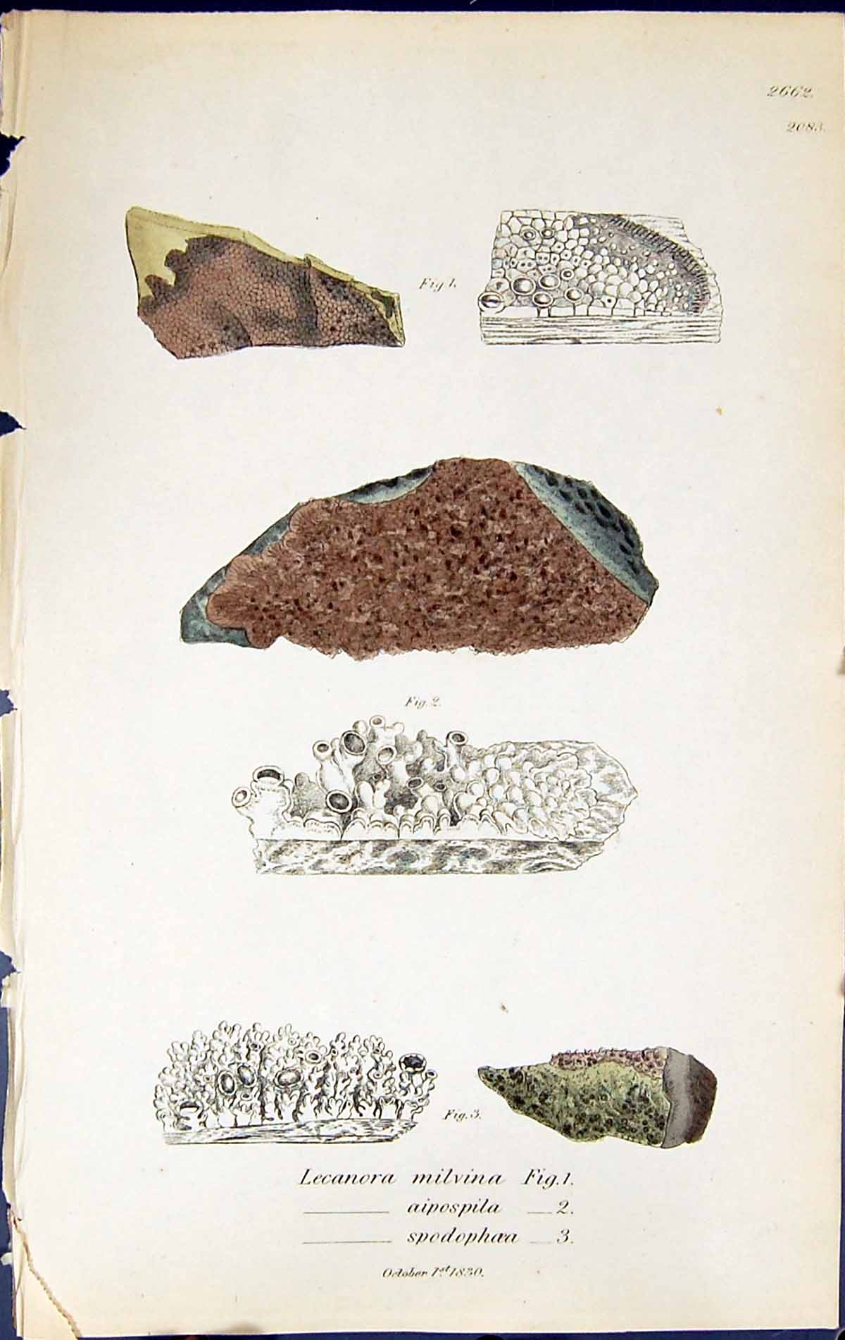 Old Lecanora Milvina Aipospila Spodophoea British Plants Botany 1843 Victorian