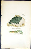 Antique Print Lecanora Tuberculosa British Plants Botany 1843 Sowerby Smith