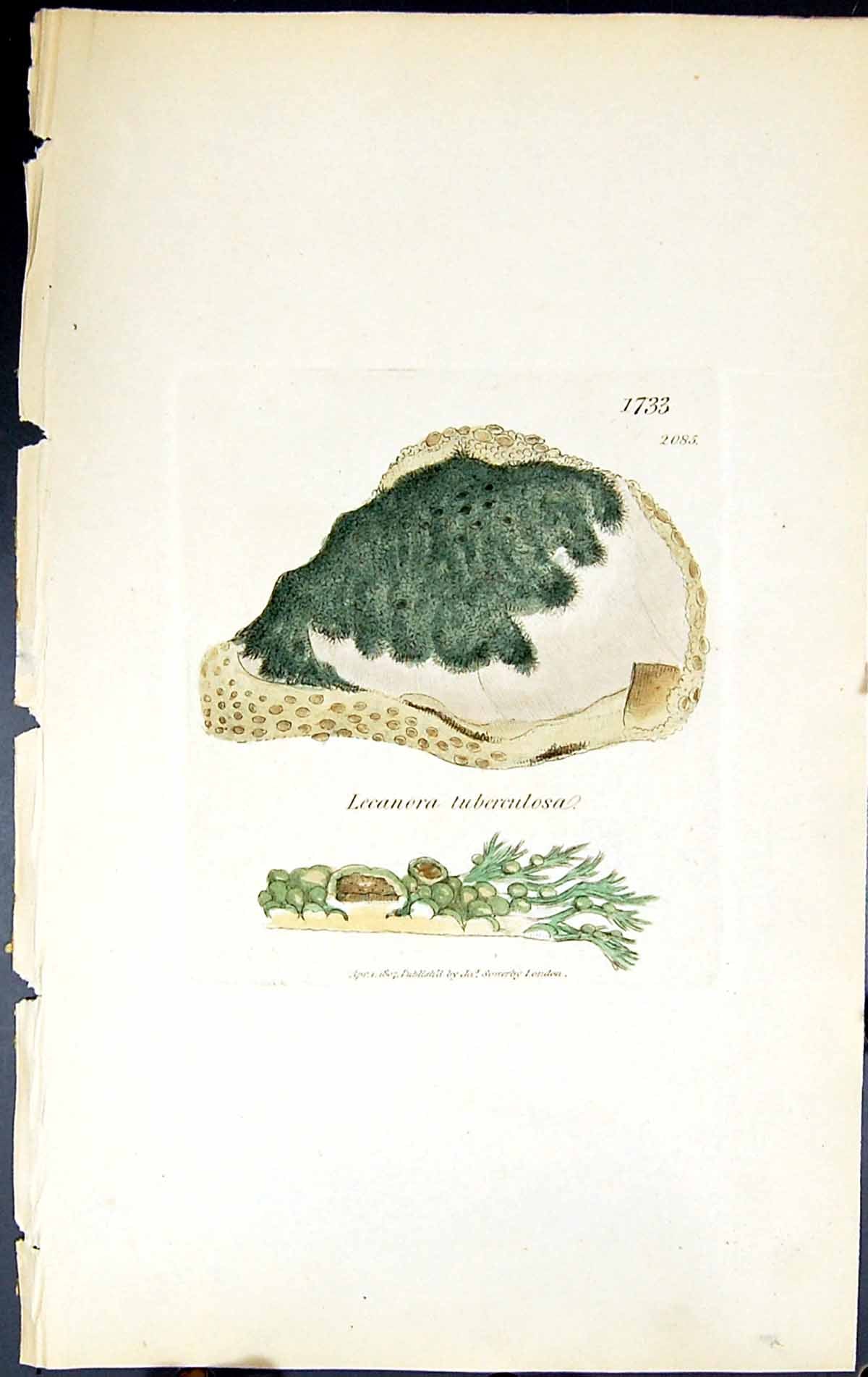 Antique Print Lecanora Tuberculosa British Plants Botany 1843 Sowerby Smith