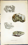 Antique Old Print Lecanora Aspersa British Plants Botany 1843 Sowerby Smith