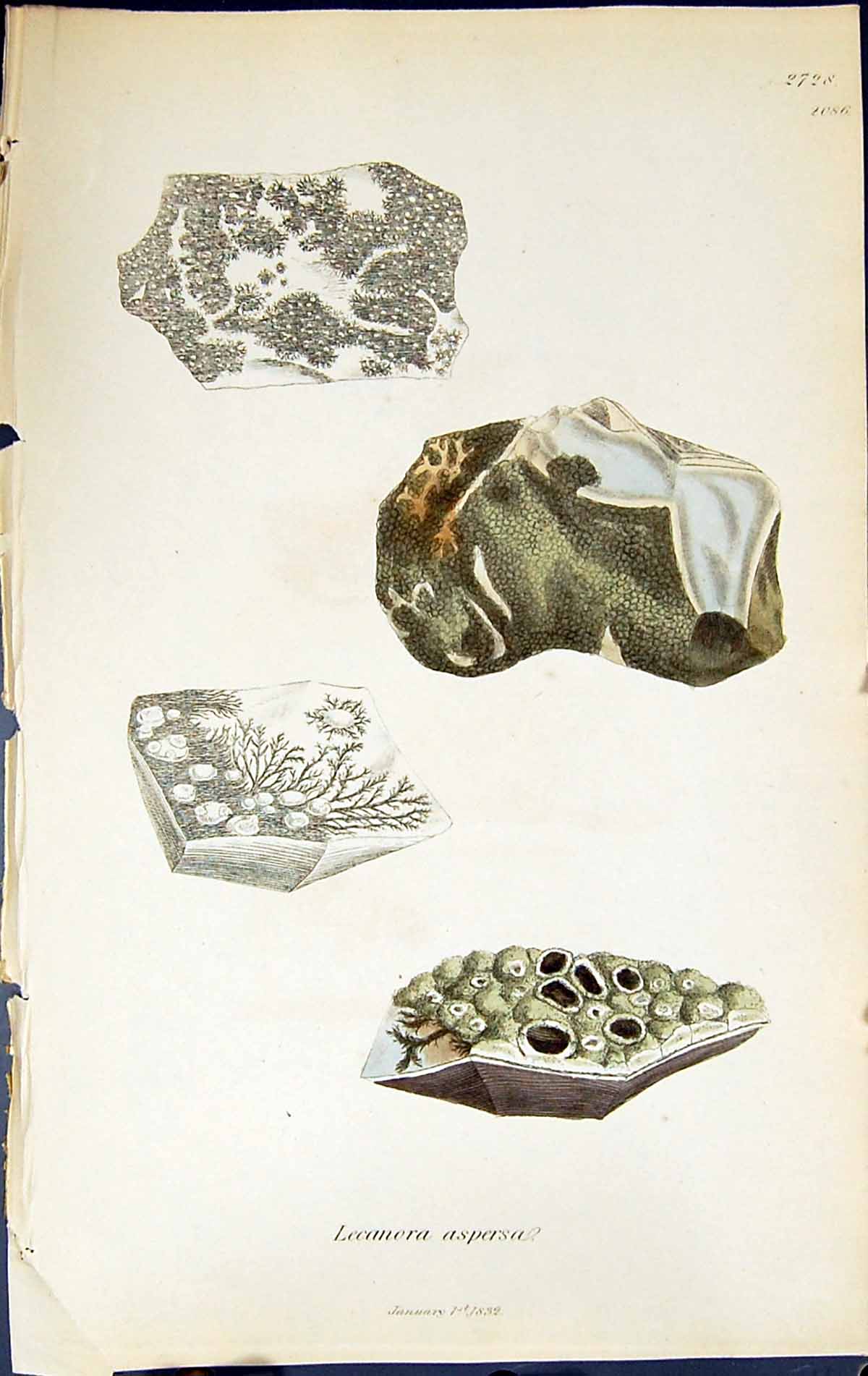 Antique Old Print Lecanora Aspersa British Plants Botany 1843 Sowerby Smith