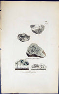Antique Old Print Lecanora Glaucoma British Plants Botany 1843 Sowerby Smith