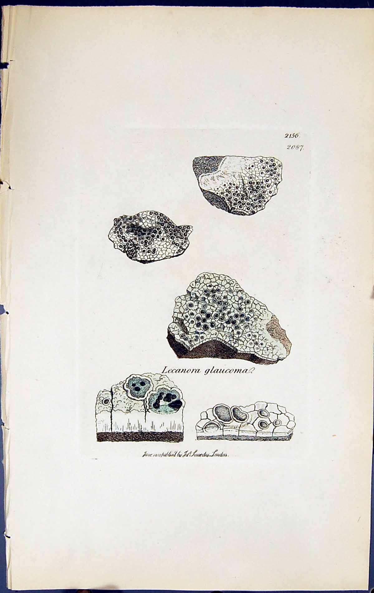 Antique Old Print Lecanora Glaucoma British Plants Botany 1843 Sowerby Smith