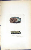 Antique Print Lecanora Thelostoma British Plants Botany 1843 Sowerby Smith 19th