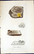 Antique Old Print Lecanora Subfusca British Plants Botany 1843 Sowerby Smith