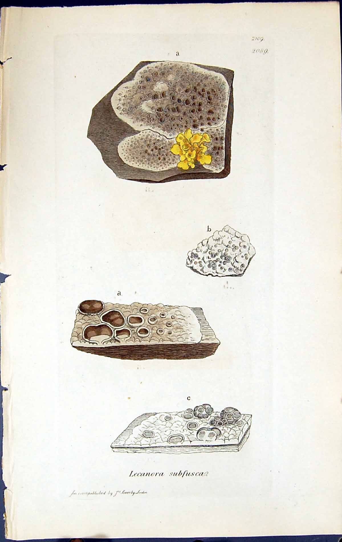 Antique Old Print Lecanora Subfusca British Plants Botany 1843 Sowerby Smith