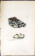 Antique Print Lecanora Frustulosa British Plants Botany 1843 Sowerby Smith 19th