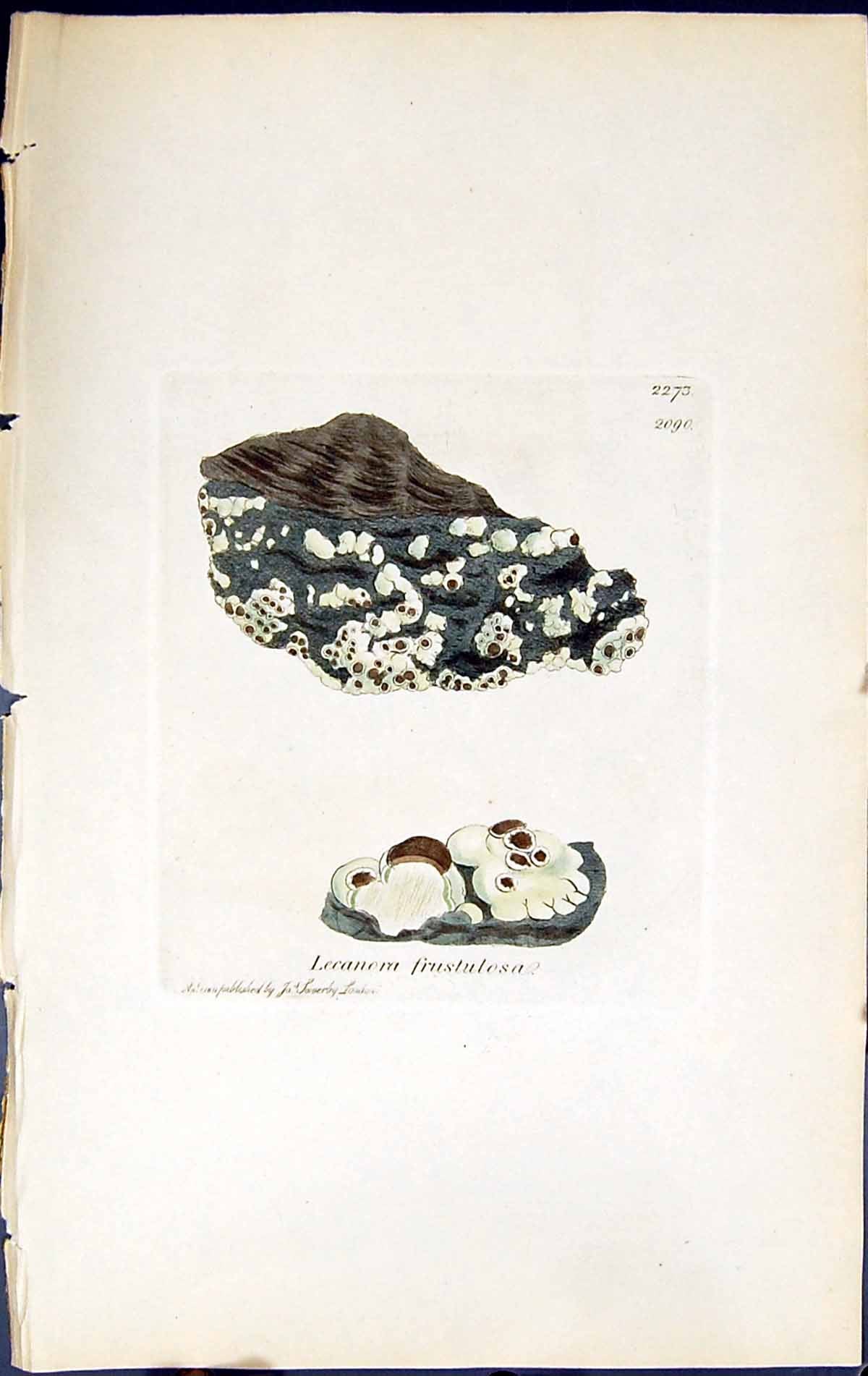 Antique Print Lecanora Frustulosa British Plants Botany 1843 Sowerby Smith 19th