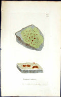 Antique Old Print Lecanora Ventosa British Plants Botany 1843 Sowerby Smith