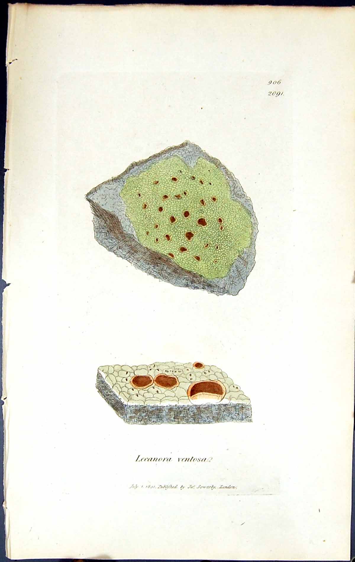 Antique Old Print Lecanora Ventosa British Plants Botany 1843 Sowerby Smith