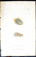 Antique Print Lecanora Coesic-Rufa British Plants Botany 1843 Sowerby Smith