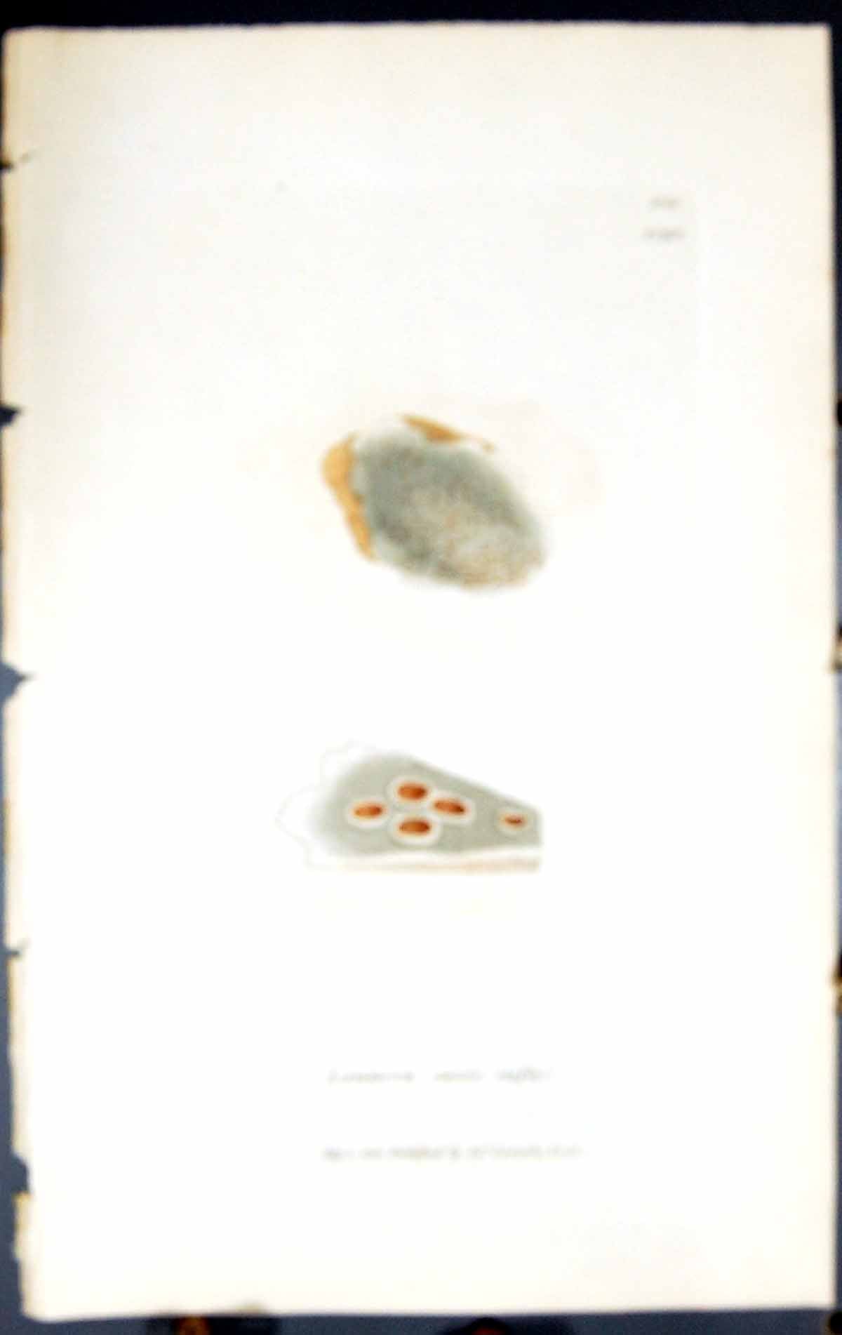 Antique Print Lecanora Coesic-Rufa British Plants Botany 1843 Sowerby Smith