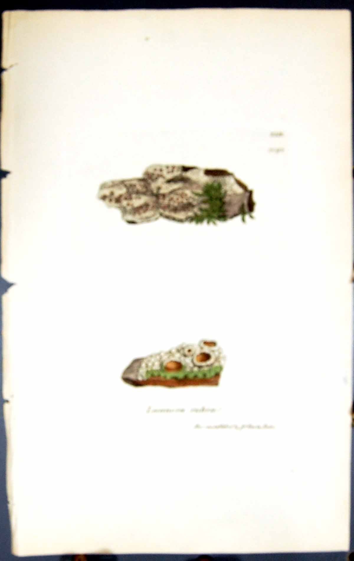 Old Print Lecanora Rubra British Plants Botany 1843 Sowerby Smith Colour 19th