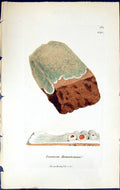 Antique Print Lecanora Haematomma British Plants Botany 1843 Sowerby Smith 19th