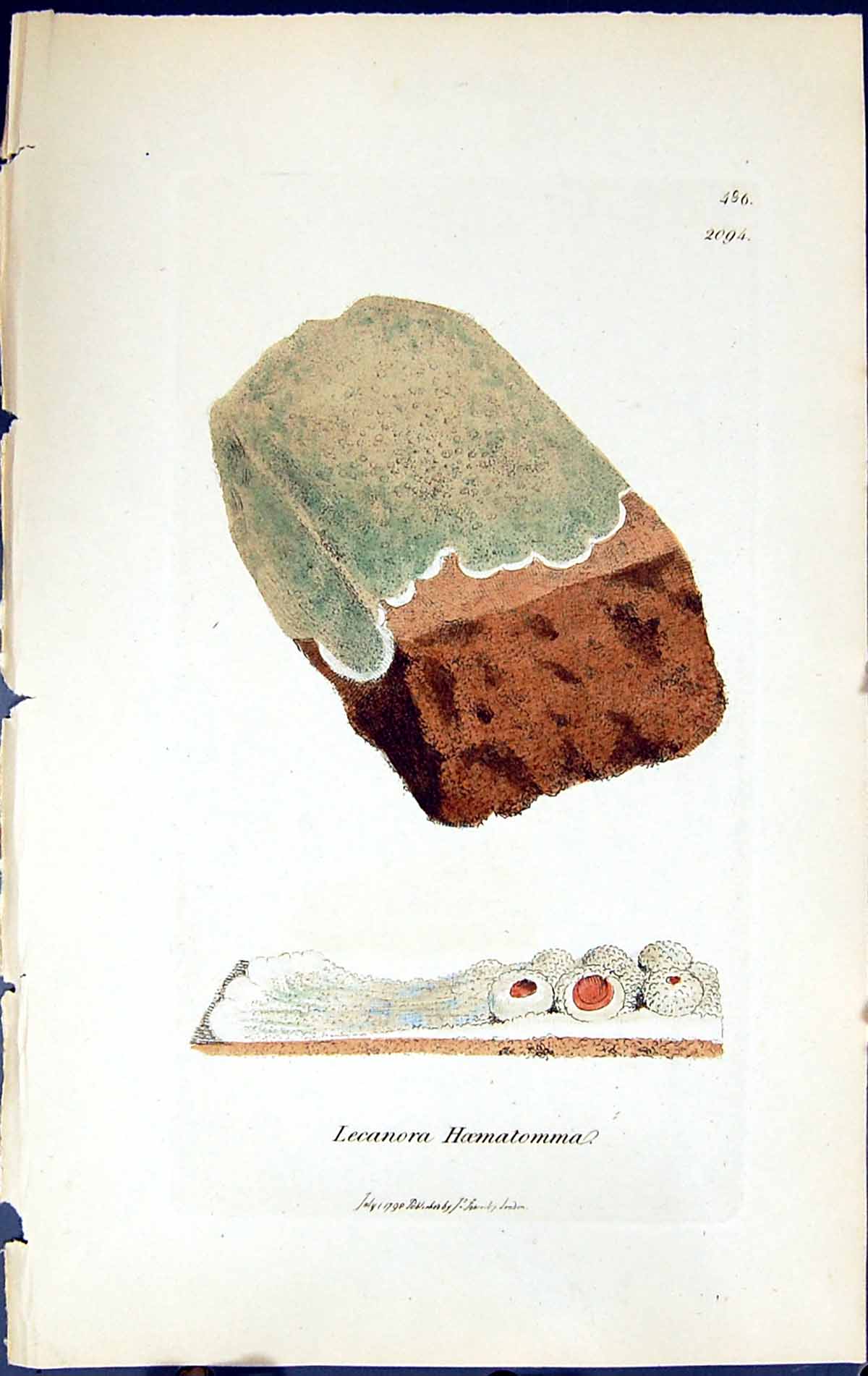 Antique Print Lecanora Haematomma British Plants Botany 1843 Sowerby Smith 19th