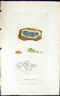 Antique Old Print Lecanora Cerina British Plants Botany 1843 Sowerby Smith 19th