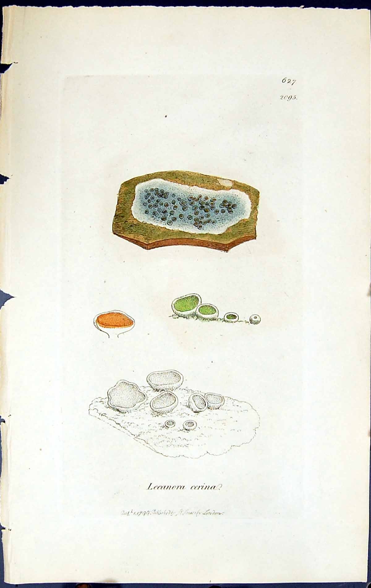 Antique Old Print Lecanora Cerina British Plants Botany 1843 Sowerby Smith 19th
