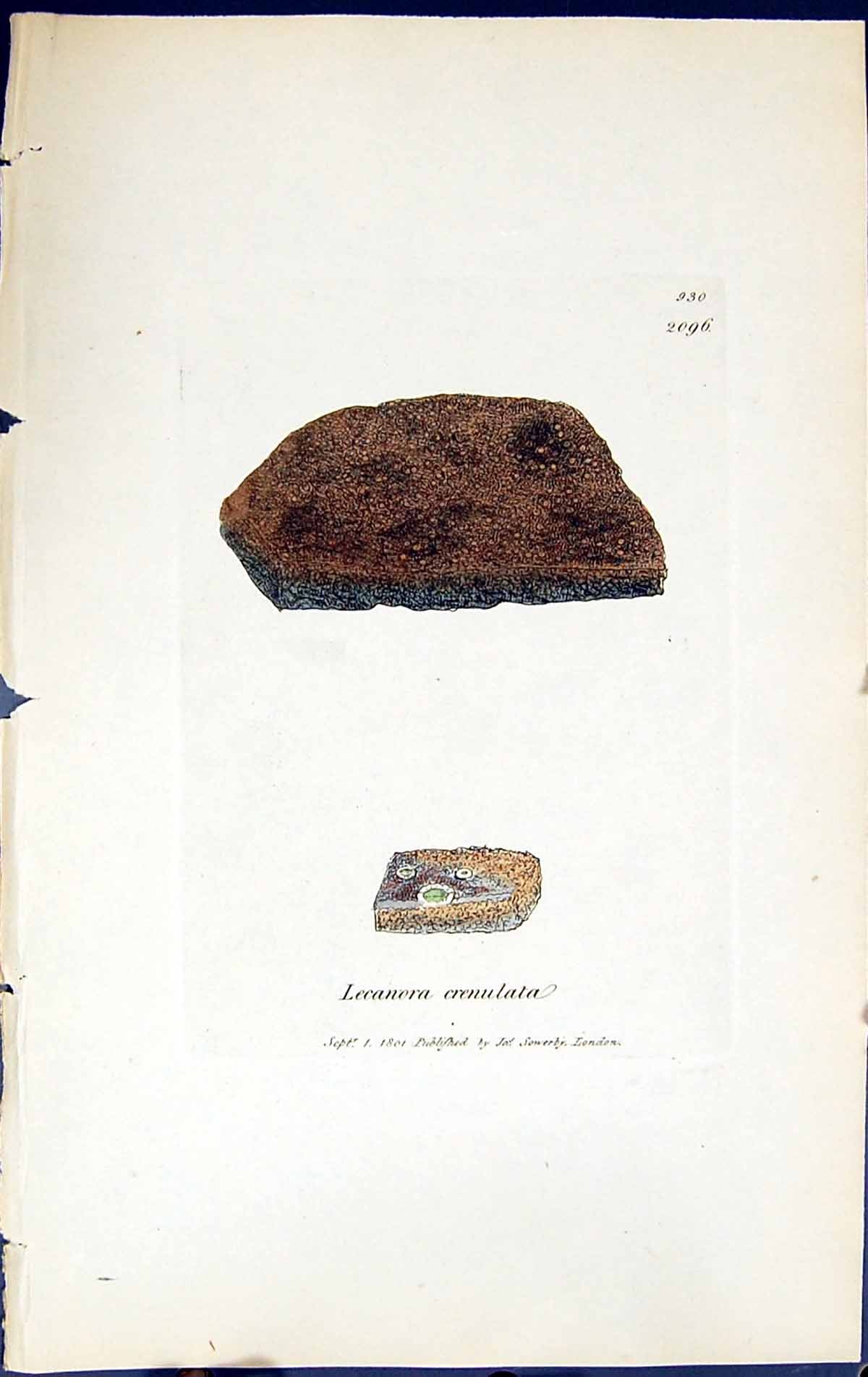 Antique Old Print Lecanora Crenulata British Plants Botany 1843 Sowerby Smith
