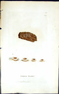 Antique Old Print Lecanora Byssina British Plants Botany 1843 Sowerby Smith