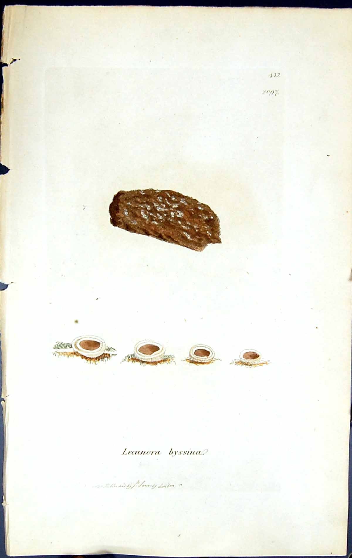 Antique Old Print Lecanora Byssina British Plants Botany 1843 Sowerby Smith