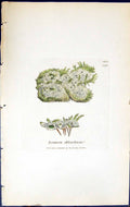 Antique Print Lecanora Chloroleuca British Plants Botany 1843 Sowerby Smith