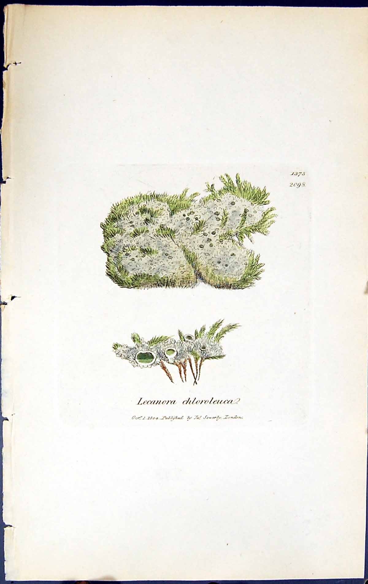 Antique Print Lecanora Chloroleuca British Plants Botany 1843 Sowerby Smith