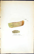 Old Print Lecanora Varia British Plants Botany 1843 Sowerby Smith Colour 19th