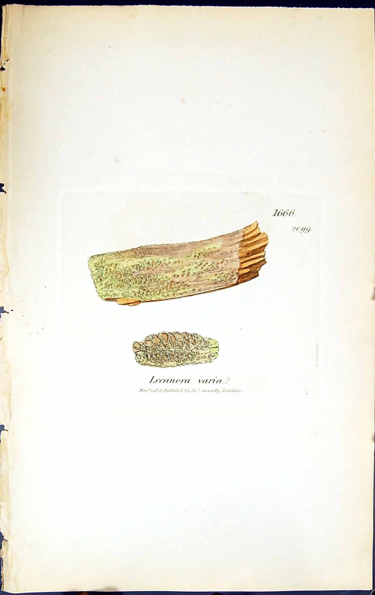 Old Print Lecanora Varia British Plants Botany 1843 Sowerby Smith Colour 19th