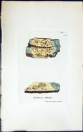 Antique Old Print Lecanora Albella British Plants Botany 1843 Sowerby Smith