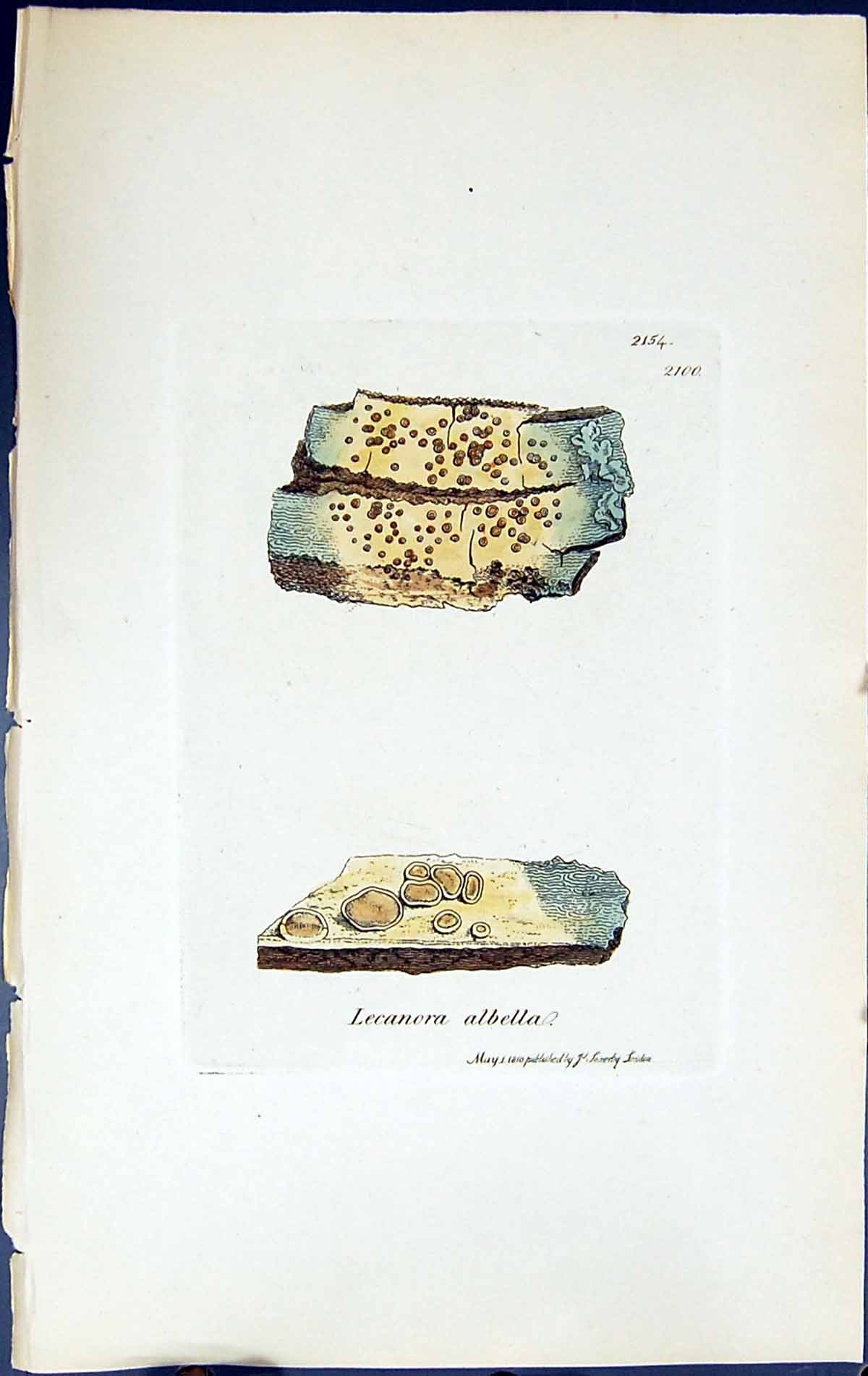 Antique Old Print Lecanora Albella British Plants Botany 1843 Sowerby Smith