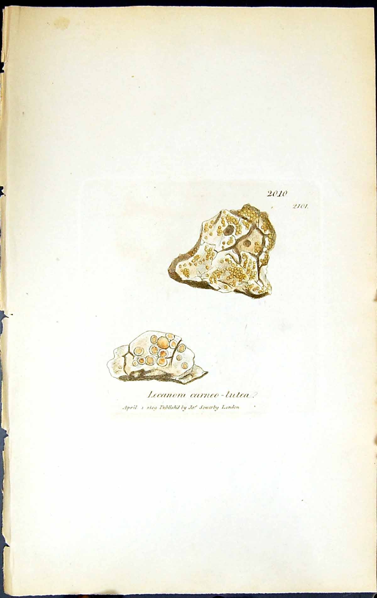 Old Print Lecanora Carneo-Lutea British Plants Botany 1843 Sowerby Smith 19th