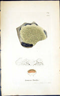 Antique Old Print Lecanora Parella British Plants Botany 1843 Sowerby Smith