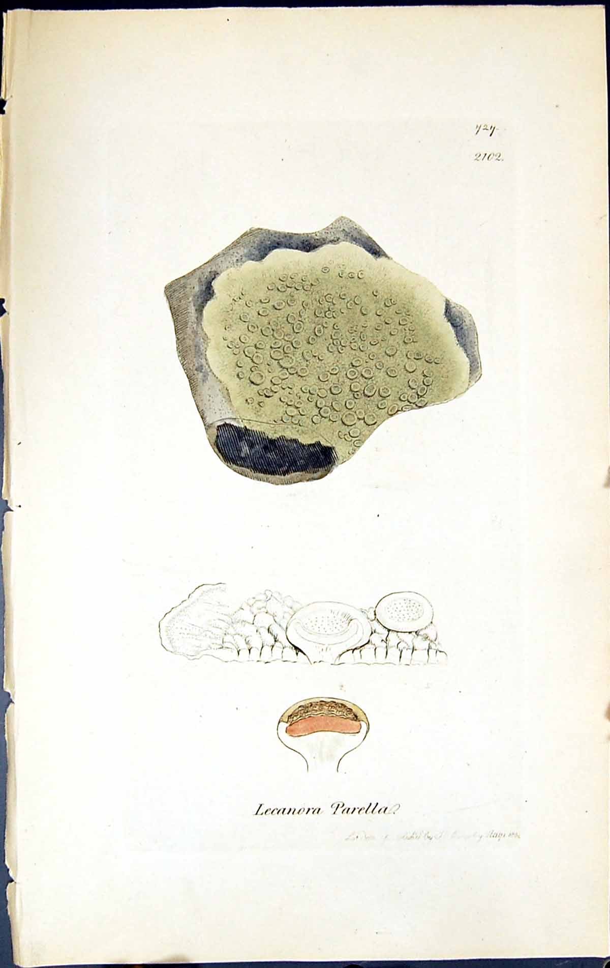 Antique Old Print Lecanora Parella British Plants Botany 1843 Sowerby Smith