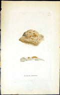 Antique Old Print Lecanora Tartarea British Plants Botany 1843 Sowerby Smith