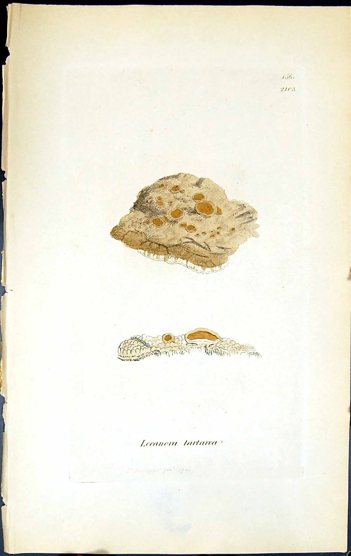 Antique Old Print Lecanora Tartarea British Plants Botany 1843 Sowerby Smith