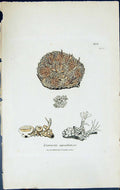 Antique Print Lecanora Upsaliensis British Plants Botany 1843 Sowerby Smith