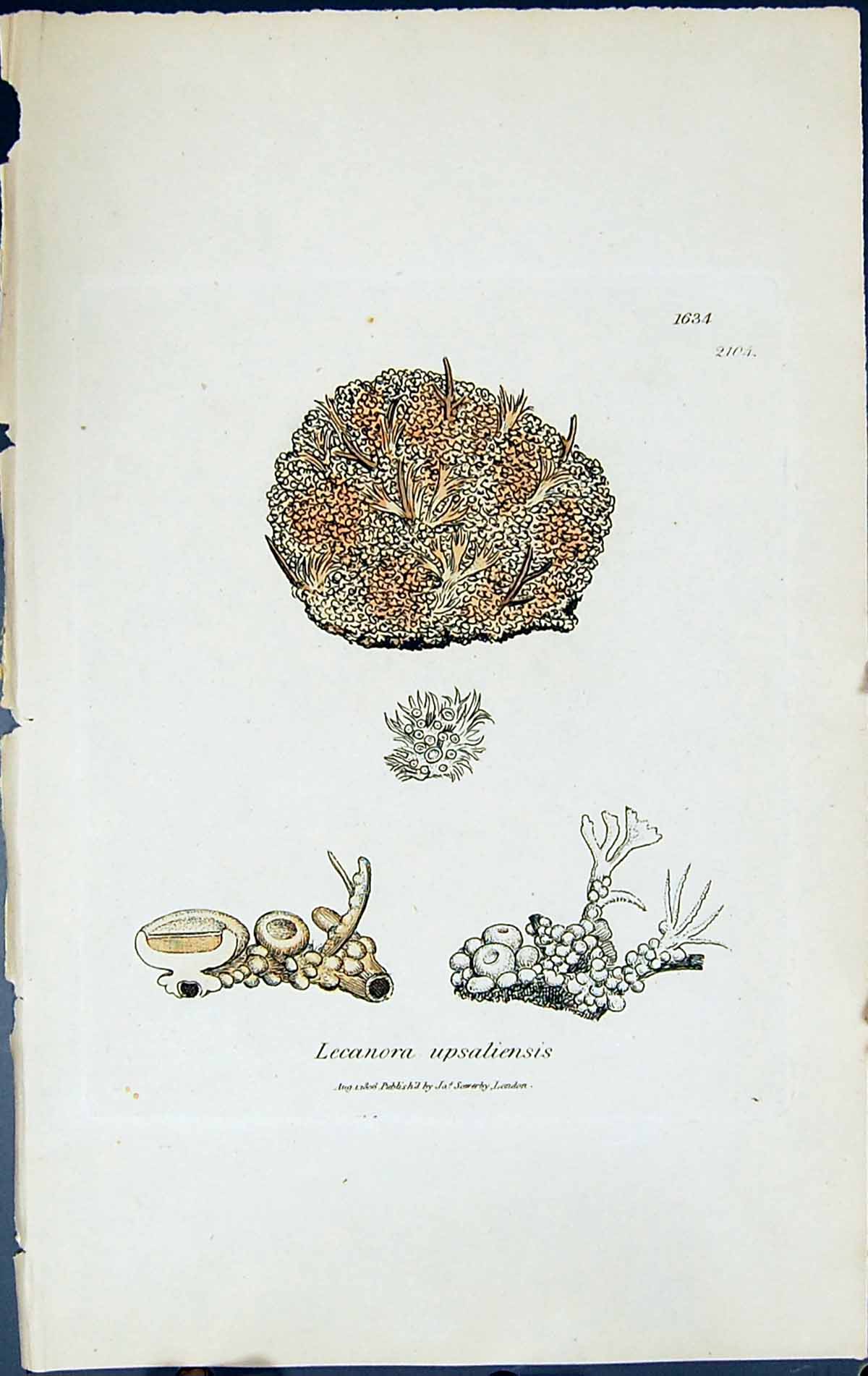 Antique Print Lecanora Upsaliensis British Plants Botany 1843 Sowerby Smith