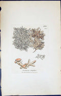 Antique Old Print Lecanora Frigidus British Plants Botany 1843 Sowerby Smith