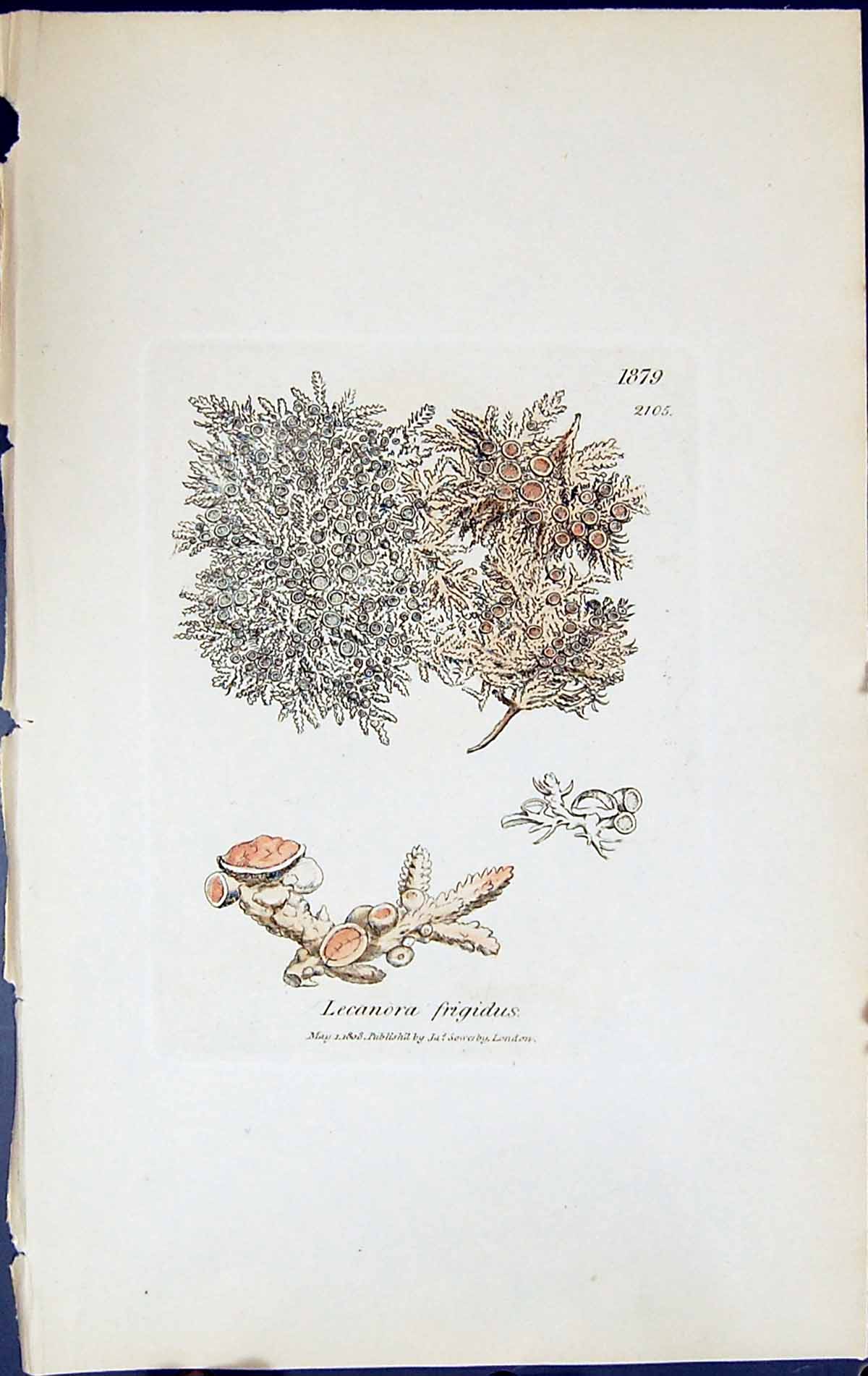 Antique Old Print Lecanora Frigidus British Plants Botany 1843 Sowerby Smith